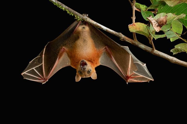 let's go bats reading answers